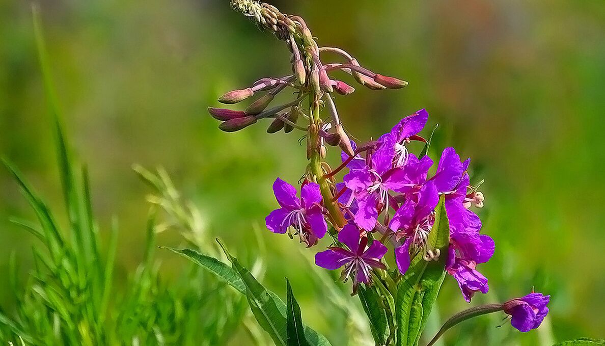 Fireweed an RevitaProst